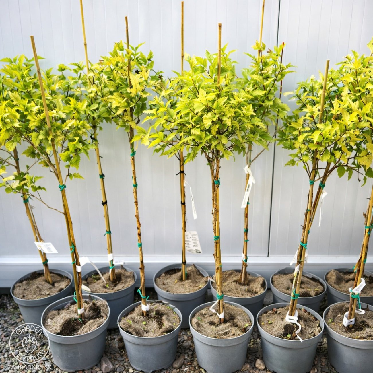 Obrázok Tavoľa kalinolistá (Physocarpus opulifolius) ´LUTEUS´ - výška 90-110 cm, kont. C5L - NA KMIENKU